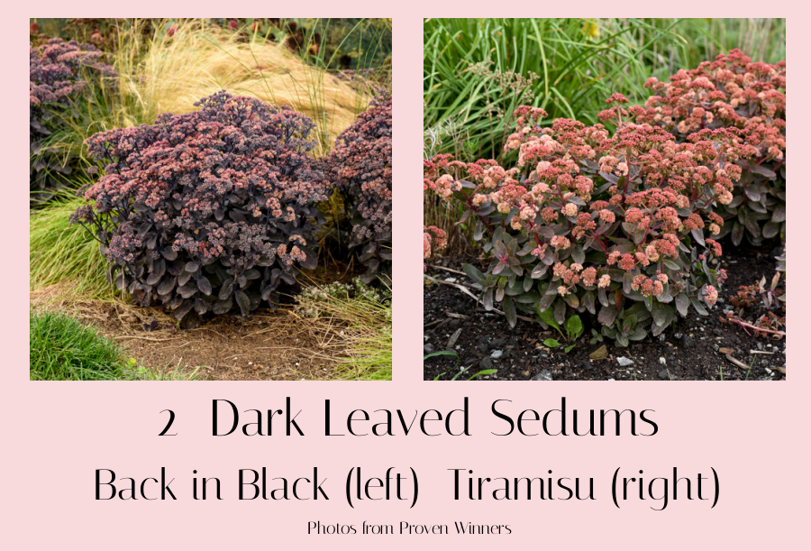 dark leaved sedums