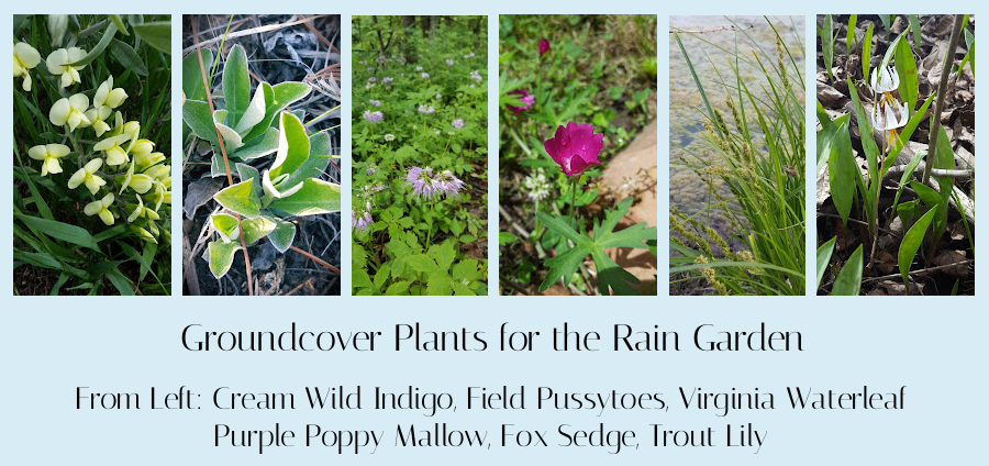 groundcover plants for a rain garden