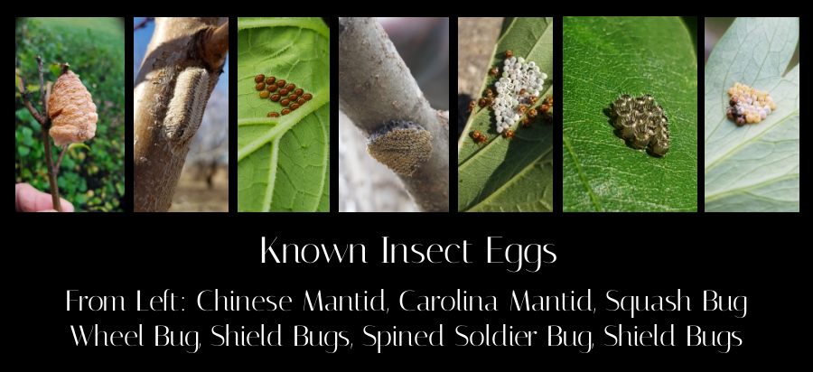known insect eggs