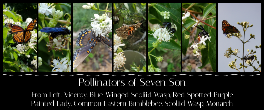 pollinators of seven son trees
