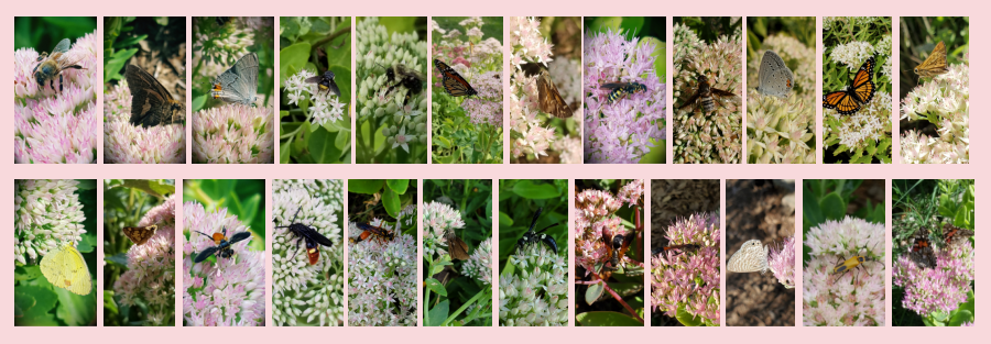 pollinators on showy sedum