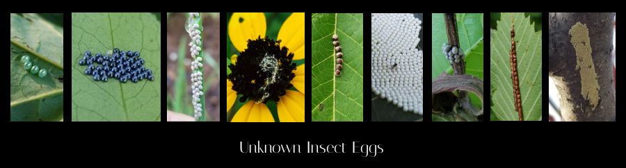 unknown insect eggs