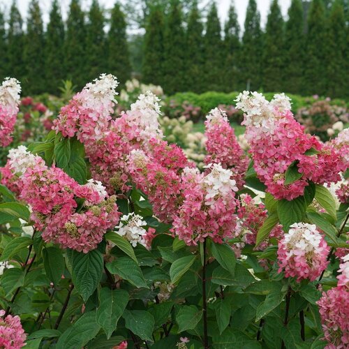 Pinky Winky Prime Hydrangea – 3 Gallon Container