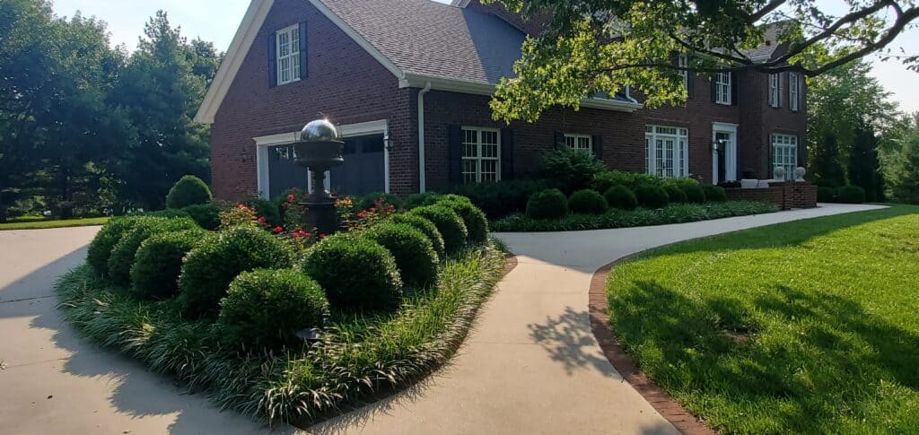 boxwoods are used in tidy gardening