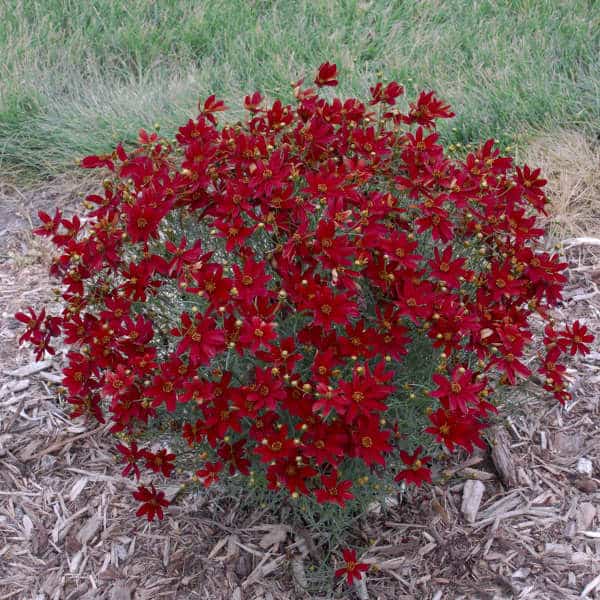 Hot Paprika Coreopsis – #1 Container