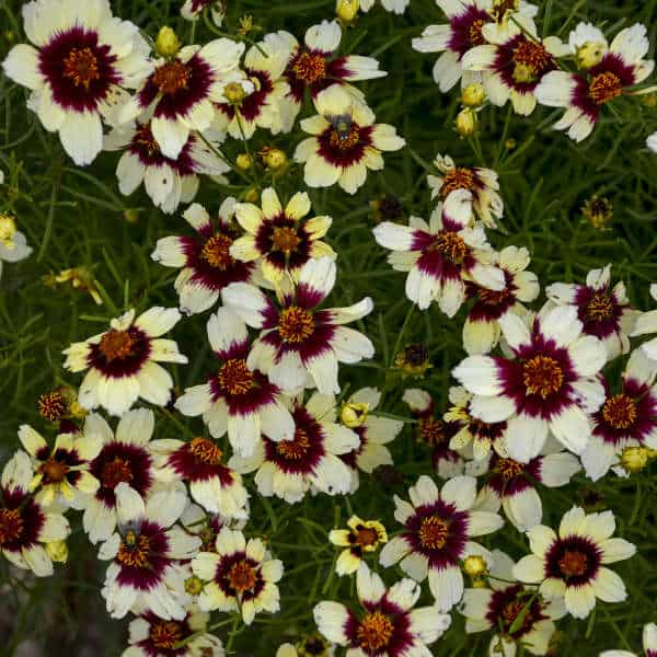 Red Hot Vanilla Coreopsis – #1 Container