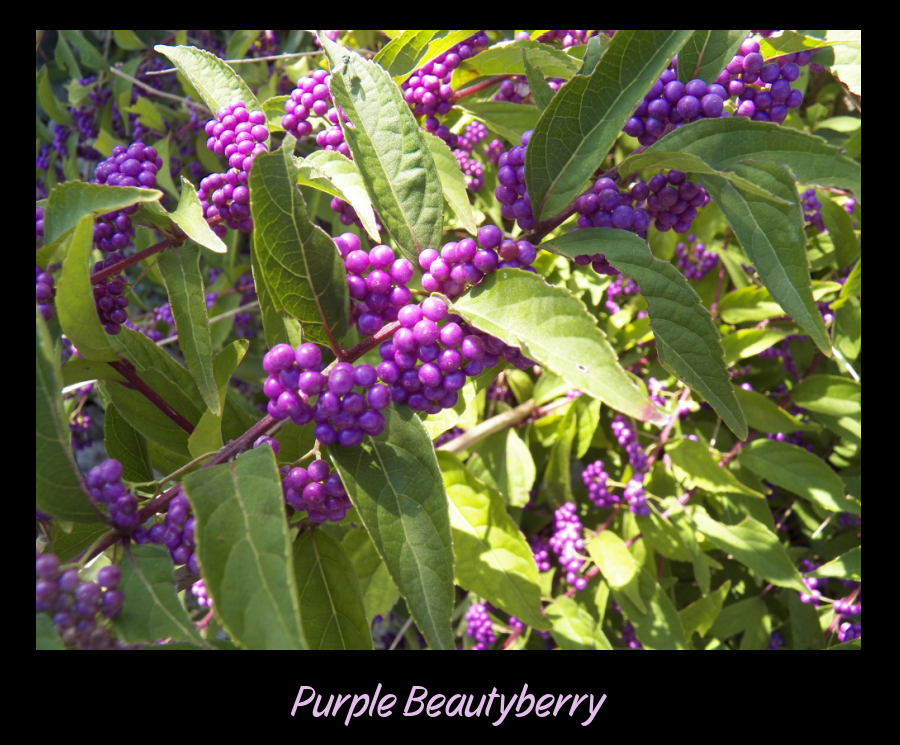 beautyberry colors in the garden