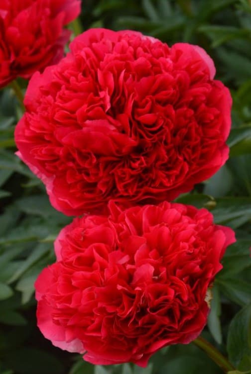 Command Performance Peony – #2 Container