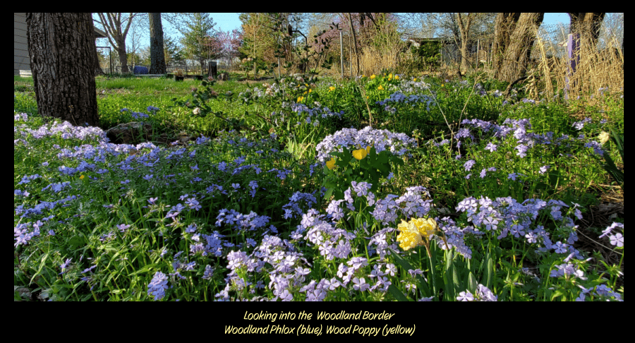 Woodland Border