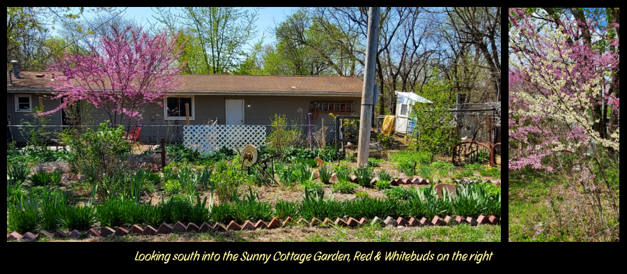 Sunny Cottage Garden