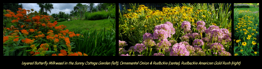 flowers in the garden