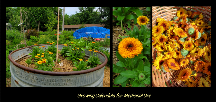 Growing calendula in the garden