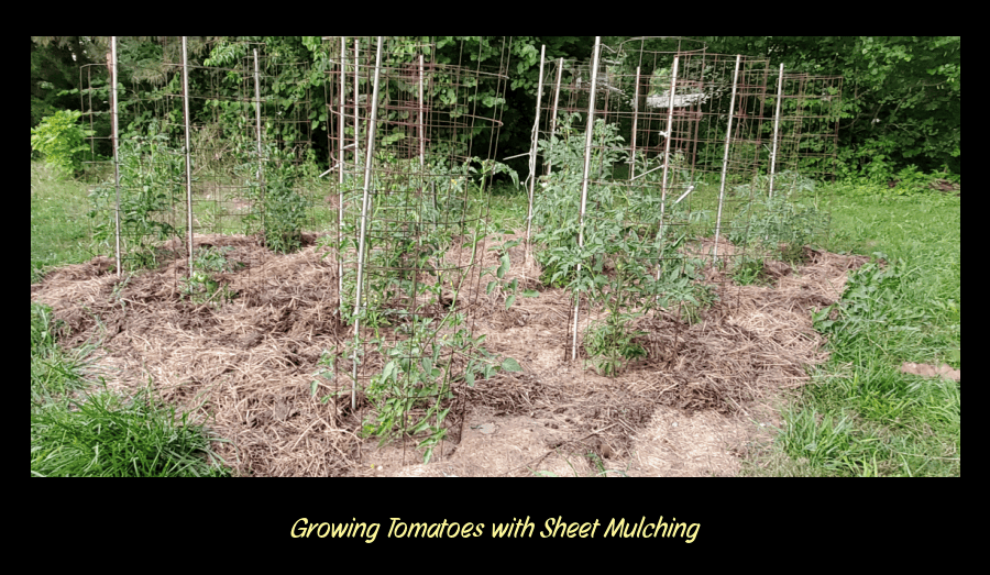 Growing tomatoes in sheet mulching