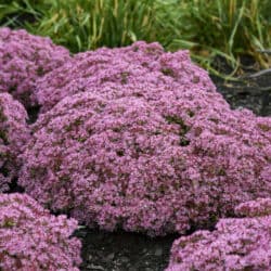 Pride and Joy Sedum - 1 Gallon Container