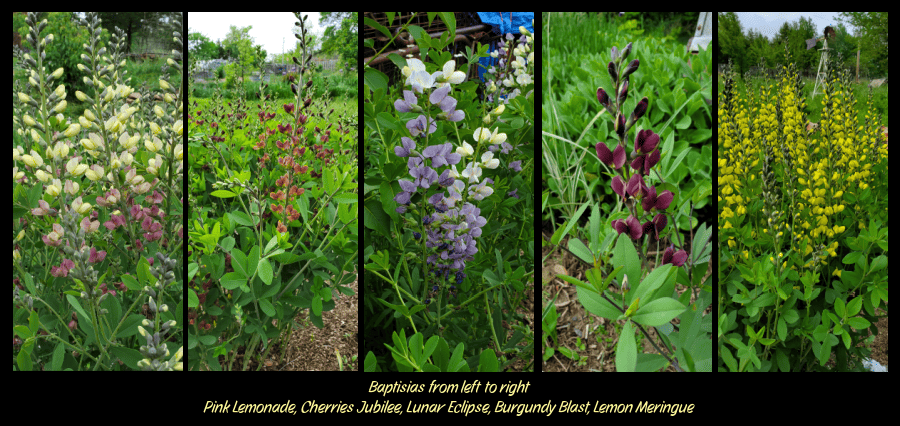 baptisia cultivars