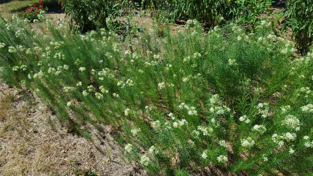 whorled milkweed sun groundcovers