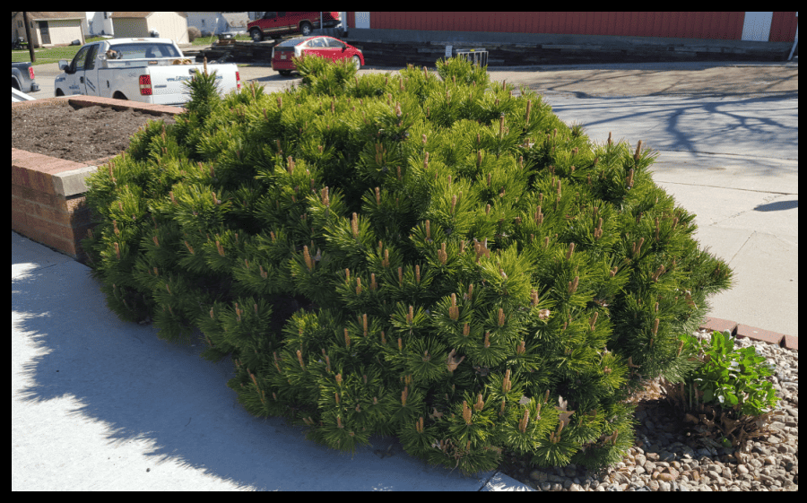 evergreen mugo pine