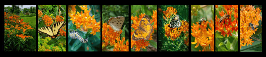 butterfly milkweed powerful perennials