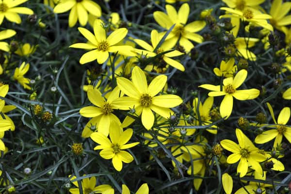 Mayo Clinic Flower of Hope Coreopsis – #1 Container