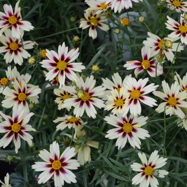 Starlight Coreopsis – #1 Container