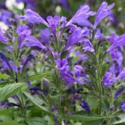 Prelude Purple Catmint - #1 Container
