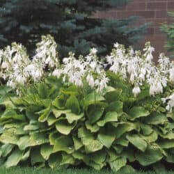 Royal Standard Hosta - #1 Container
