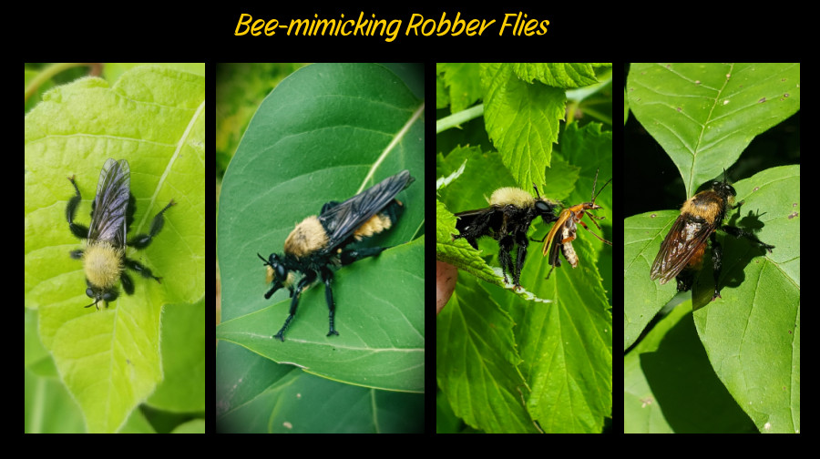 bee-mimicking robber flies